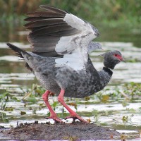 Southern Screamer